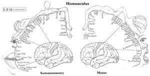 Homunclus: Somatosensory and Somatomotor Cortex (Evidence-based Medicine CONSULT)