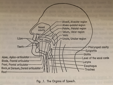 The Organs of Speech (An Introduction to General Linguistics. F. Dinneen)
